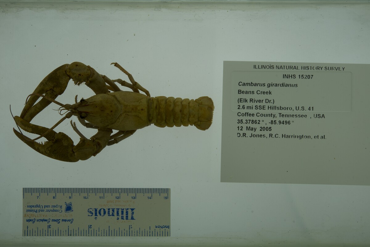 Cambarus girardianus image